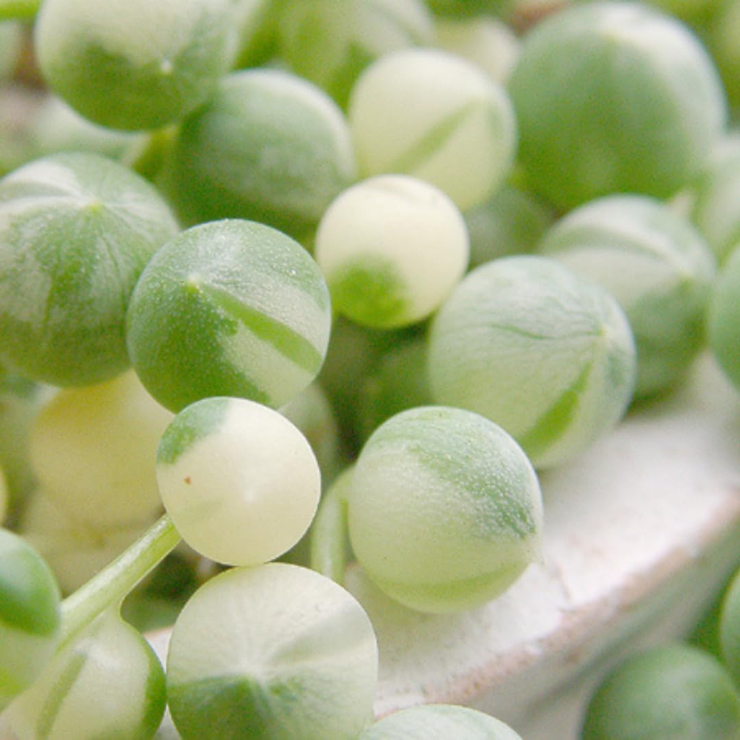 Variegated String of Pearls Plant, Live Succulent Vine in Pot, Rare Indoor Houseplant (2 Inch Pot)