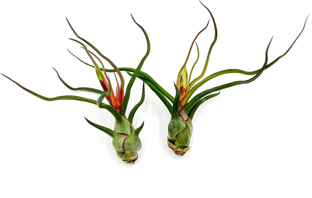 ragnaroc Air Plants - Flowering Tillandsia Bulbosa Guatemala, Large 3-5" - 2ct - Live Arrival Guaranteed - House Plants for Home Decor & Gift