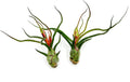ragnaroc Air Plants - Flowering Tillandsia Bulbosa Guatemala, Large 3-5" - 2ct - Live Arrival Guaranteed - House Plants for Home Decor & Gift