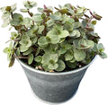 Turtle Vine with Vintage Metal Pot, Live Callisia Repens Sedum Succulent in 4" Pot, House Plant Home Office Wedding Decoration DIY Projects Party Favor