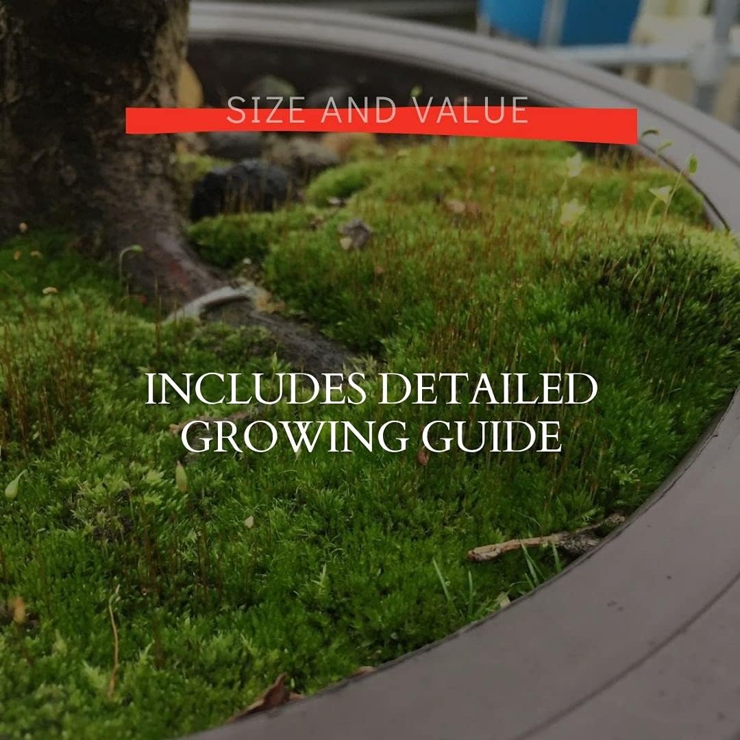 Moss Spores for Bonsai Trees - Covers Up to Three Square Feet, Bright Green Velvet Kyoto Bonsai Moss That is Weed Free, Indefinite Shelf Life