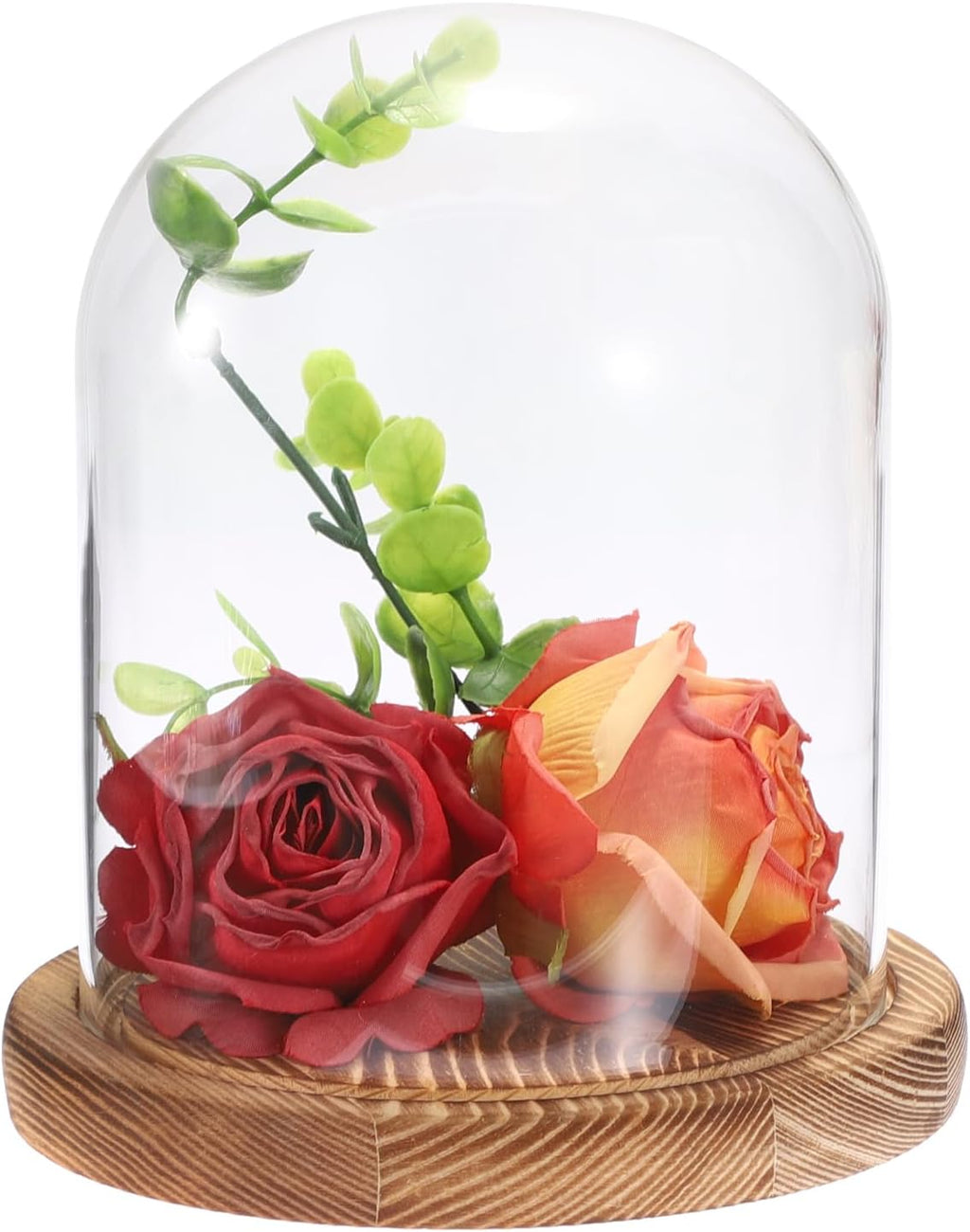 JUXYES Glass Display Dome Cloche with Solid Wood Base, Clear Dome Bell Terrarium Jar Glass Cloche Bell Jar Display for Plants, Collectibles and Figurines