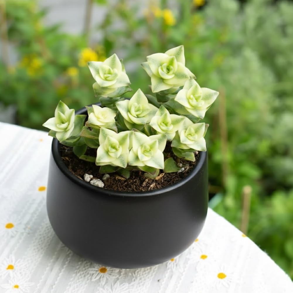 String of Pearls Plant Live 4 Inch Pot, Rare Succulents Plants in Hanging Baskets, Trailing Succulent Houseplant for Home Office (Variegated String of Buttons)