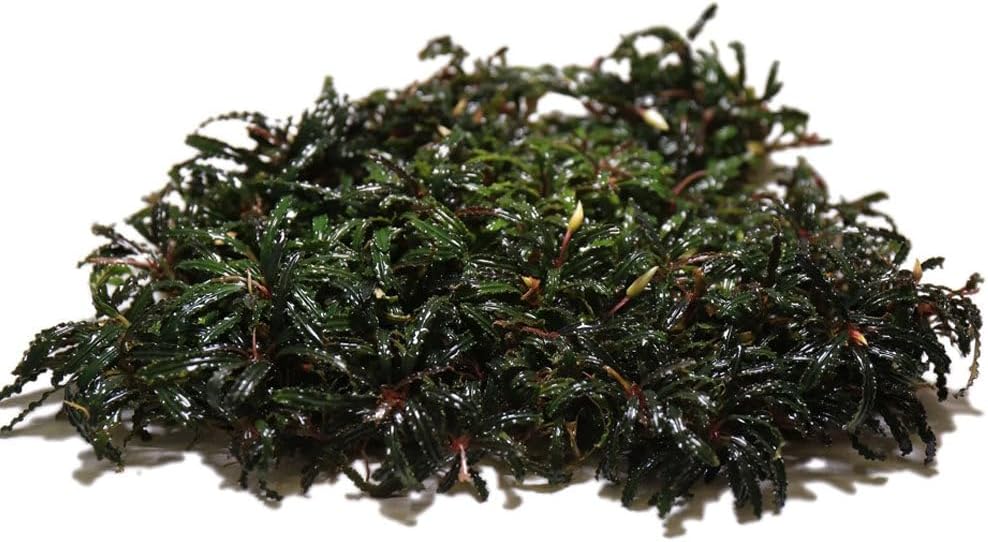 SubstrateSource Live Plants – Bucephalandra Belindae (Bucephalandra belindae) – Low to Medium Light, Dark Iridescent Green Color, Foreground to Midground Placement, Rhizome Growth - Loose, 1 Pack