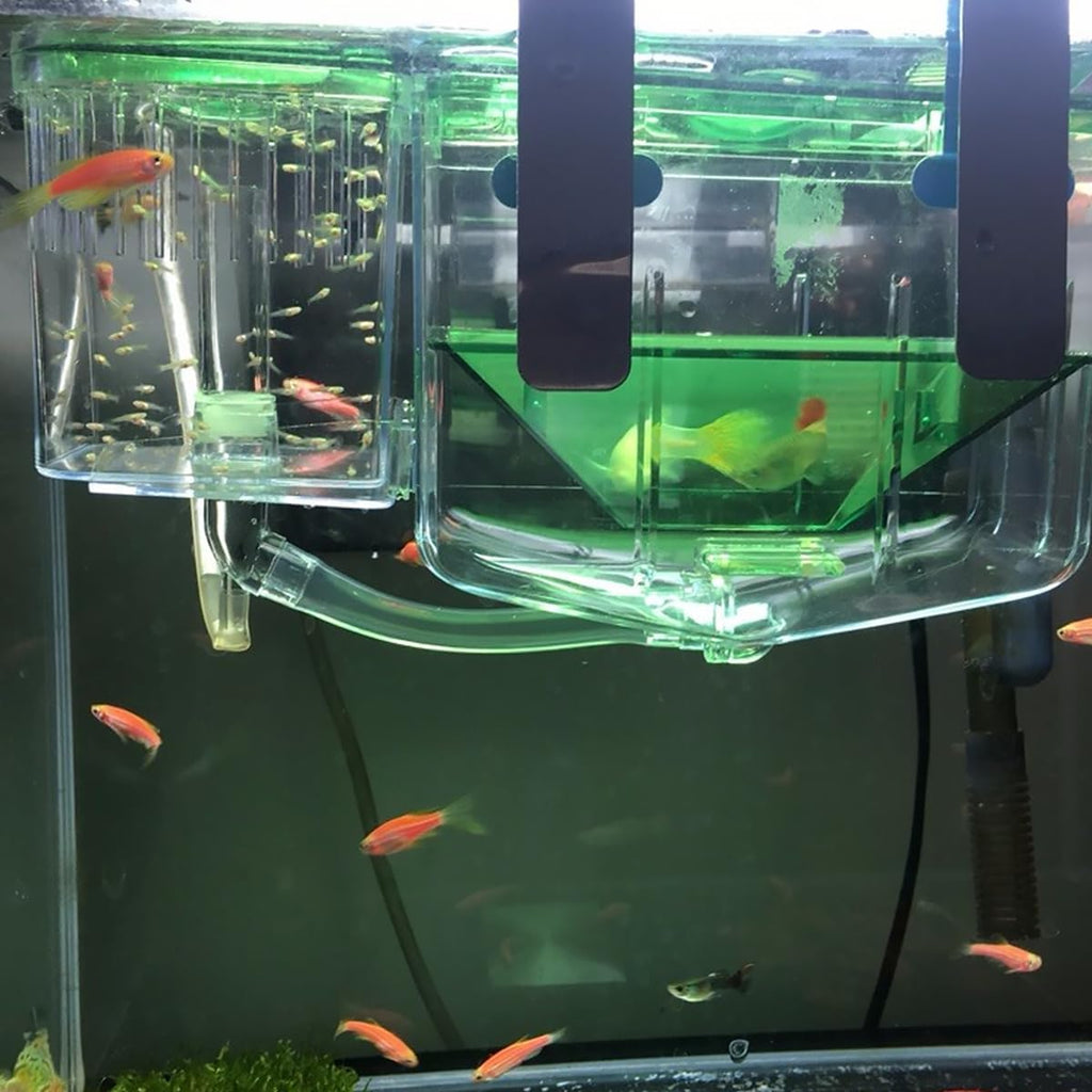 2PCS Fish Breeding Box, Transparent Aquarium Box Double Breeding Aquarium Fry Hatchery Breeding Box for Guppy Baby Fish Hatchery Fish Tank Divider