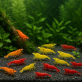 3 Orange & 3 Yellow & 3 Fire Red Three Mix Colors Live Shrimps Freshwater Shrimp High Grade Live Shrimps – Freshwater Shrimp Aquarium Inverts – with Live Arrival Guarantee (Pack of 9+)