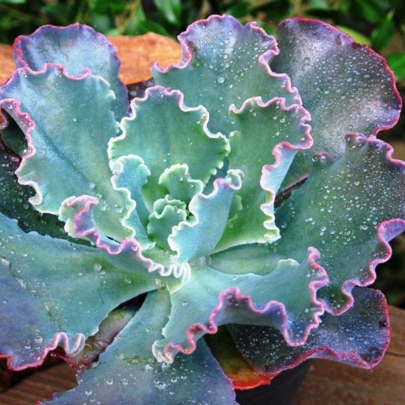 Echeveria Succulents Live Plants for Planting, Live Echeveria Succulents, Live Echeveria Plant, Live Echeveria Succulents, Echeveria Blue Curl 4 Inch
