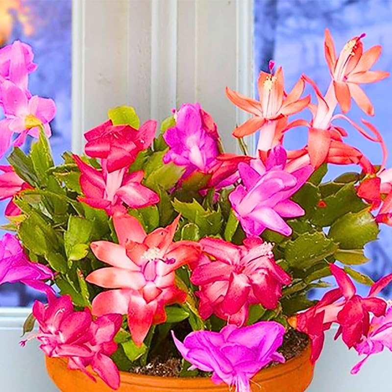 True Thanksgiving Cactus Plant Live in 4" Pot, Ready to Bloom, Holiday Christmas Cactus Plants Live, Random Blooms
