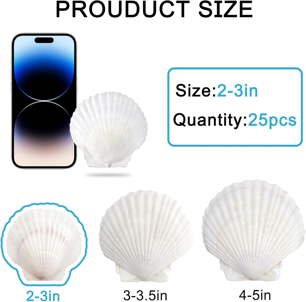 SINKOO 25 PCS Small Scallop Shells 2"-3" White Natural Seashell for DIY Craft Mermaid Beach Wedding Home Decoration