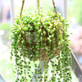 String of Pearls Live Plant, Rare Succulent Houseplant Indoor Home Decoration