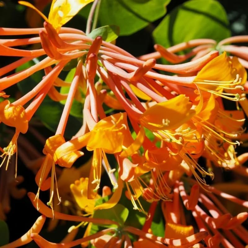 Honeysuckle Plant Live for Planting, Lonicera Honeysuckle Vine, Very Hardy, in 2.5 Inc Pot, Fragrant Red Orange Bloom