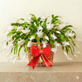 2 White Christmas Cactus Plants, Thanksgiving Cactus 3-6 Inch Tall, Winter Succulents Flowers Container Hanging Basket Indoor Outdoor Planting