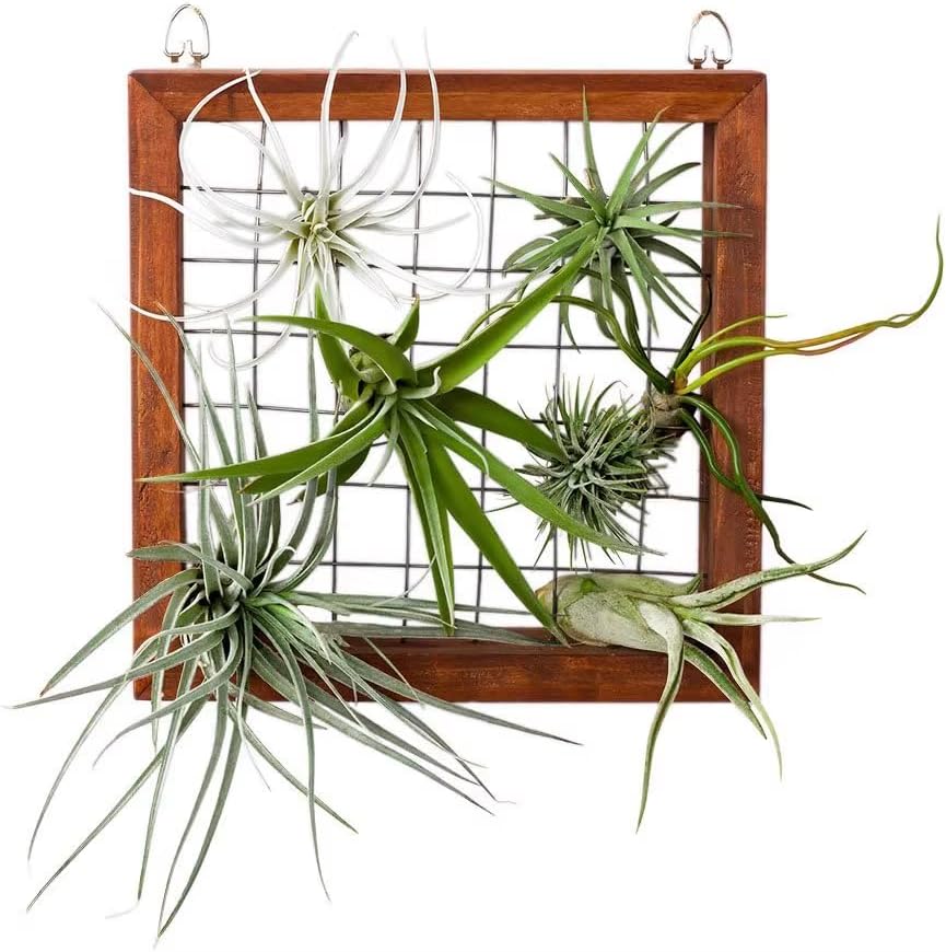 12 Tillandsia Air Plants, Live Succulents Indoor Plants, Assorted Airplants Variety for Decoration, Terrariums, and Office