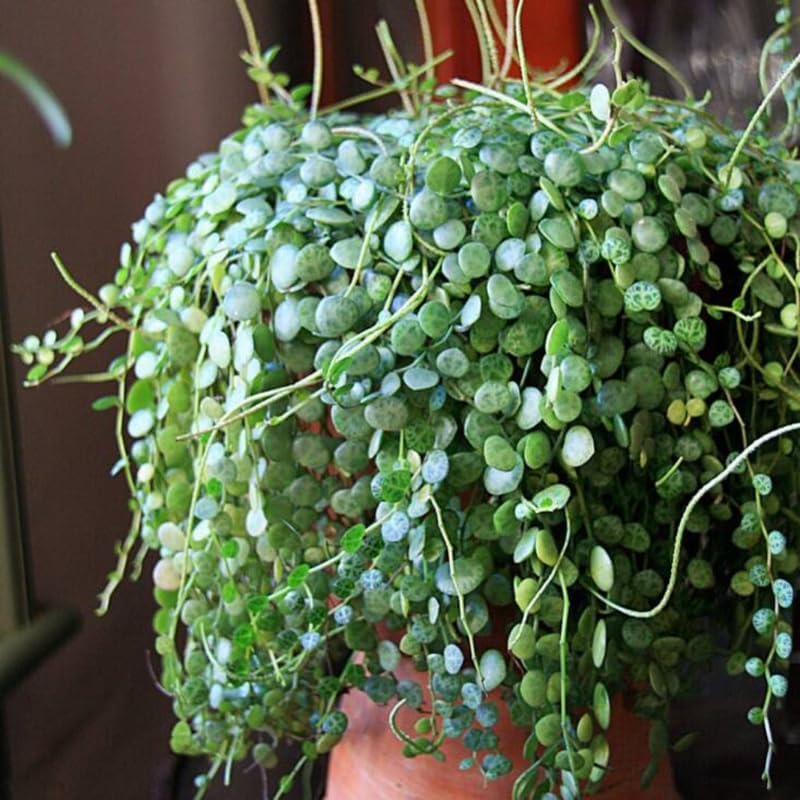 String of Turtles Live Plant, in Pot, Trailing Succulent Plant, Hanging Vine Live Indoor Houseplant