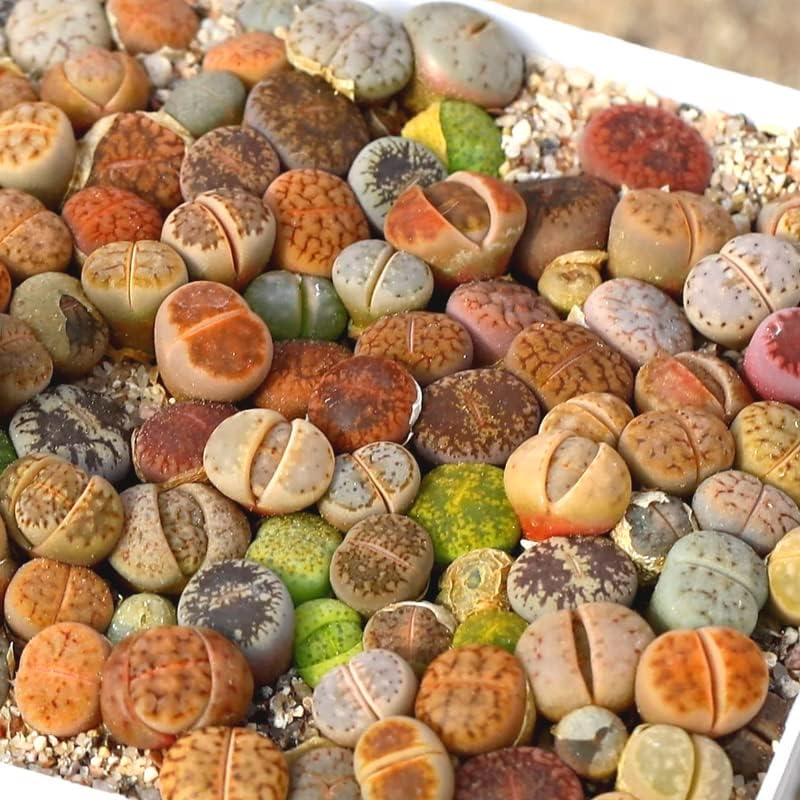 20 Lithops Live Plants Mix, Colorful Lithops Succulents Plants Live, Rocks Living Stones Succulent for Planting Indoors Outdoors