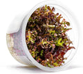 SubstrateSource Live Plant - Rotala Rotundifolia Blood Red (Rotala rotundifolia) - Midground to Background Stem, Snail-Free in Vitro Aquarium Plant - Tissue Culture