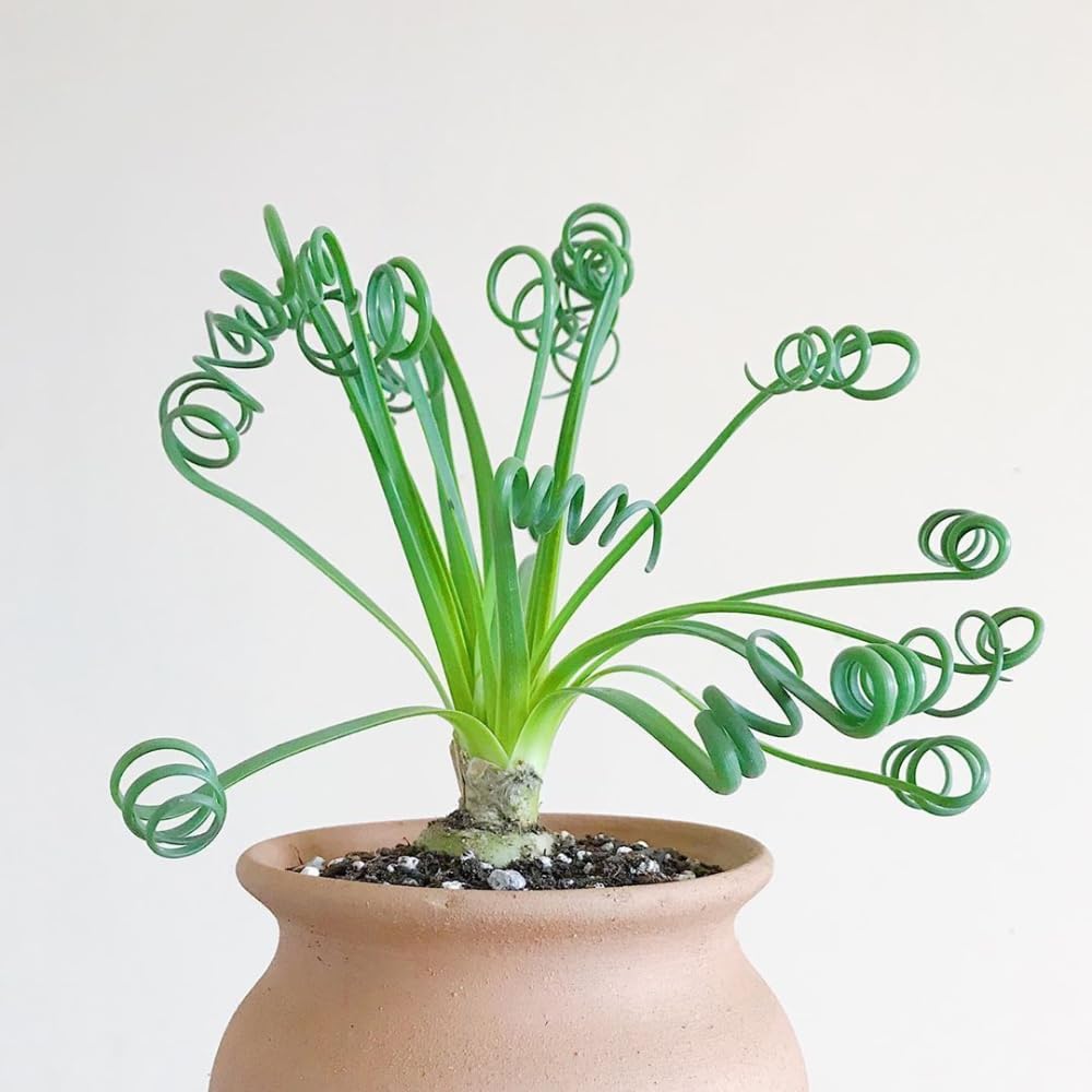 Albuca Spiralis Plant Live, Frizzle Sizzle Succulent Plants, Corkscrew Foliage Succulent in 4'' Pot, Easy-Care Indoor Outdoor Plant
