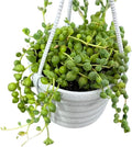String of Pearls Plant Live, String of Pearls Succulent Plant, Trailing Succulent Houseplant for Hanging Basket, 2 Inches Pot