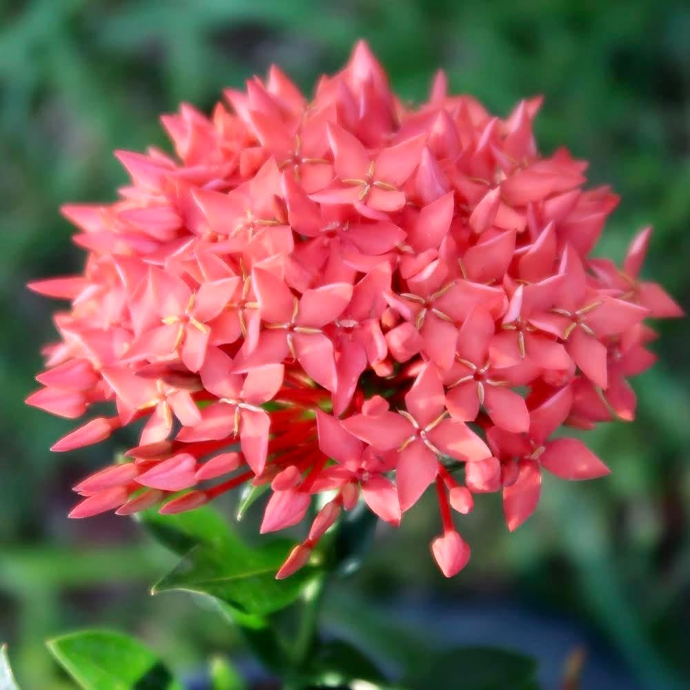 Gardenera Ixora Potting Mix - Promote Strong Roots and Abundant Flowers with Our Premium Blend - 4 Quart