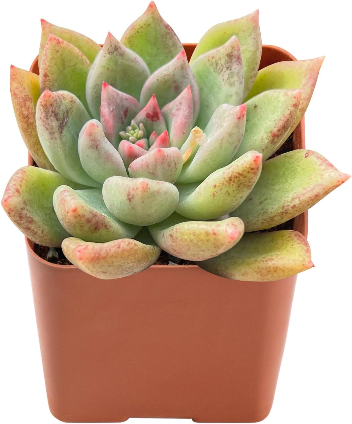Sprout N Green Echeveria Arje, Rare Live Succulent Plant Fully Rooted in 2" Planter with Soil, Home Office Indoor Outdoor Wedding Decoration DIY Projects Party Favor