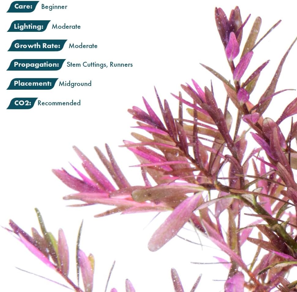 SubstrateSource Live Aquarium Red Stem Plants - Freshwater Aquatic Plant for Fish Tanks, Aquascaping - (Rotala Blood, 1 Bunch)