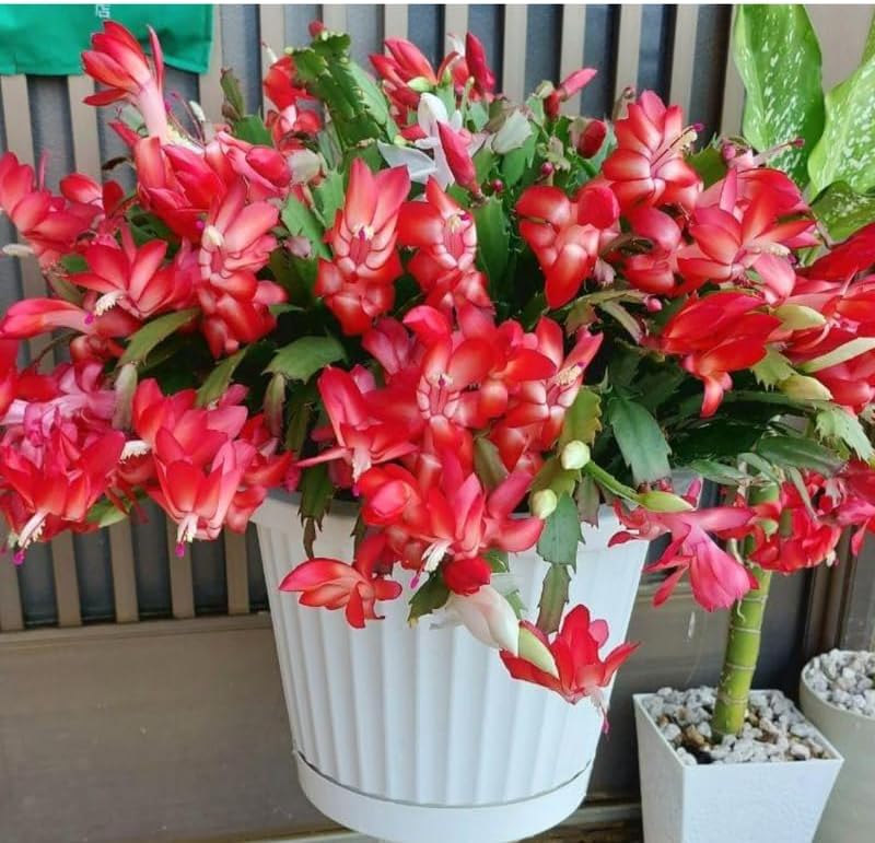 2 Red Christmas Cactus Plants Live, True Thanksgiving Cactus Live Size 6-9" Inches Tall, Ready to Blooms, Holiday Houseplant, Cold Hardy, Bloom in Winter