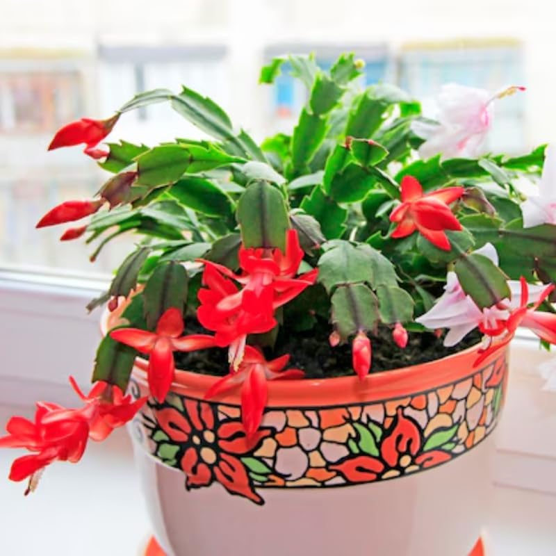 Set 2 Christmas Cactus Plants Live, Hanging Baskets Houseplants, Holiday Cactus Indoor Plants Live Well-Rooted 4-9" Tall, No Pot (Red)