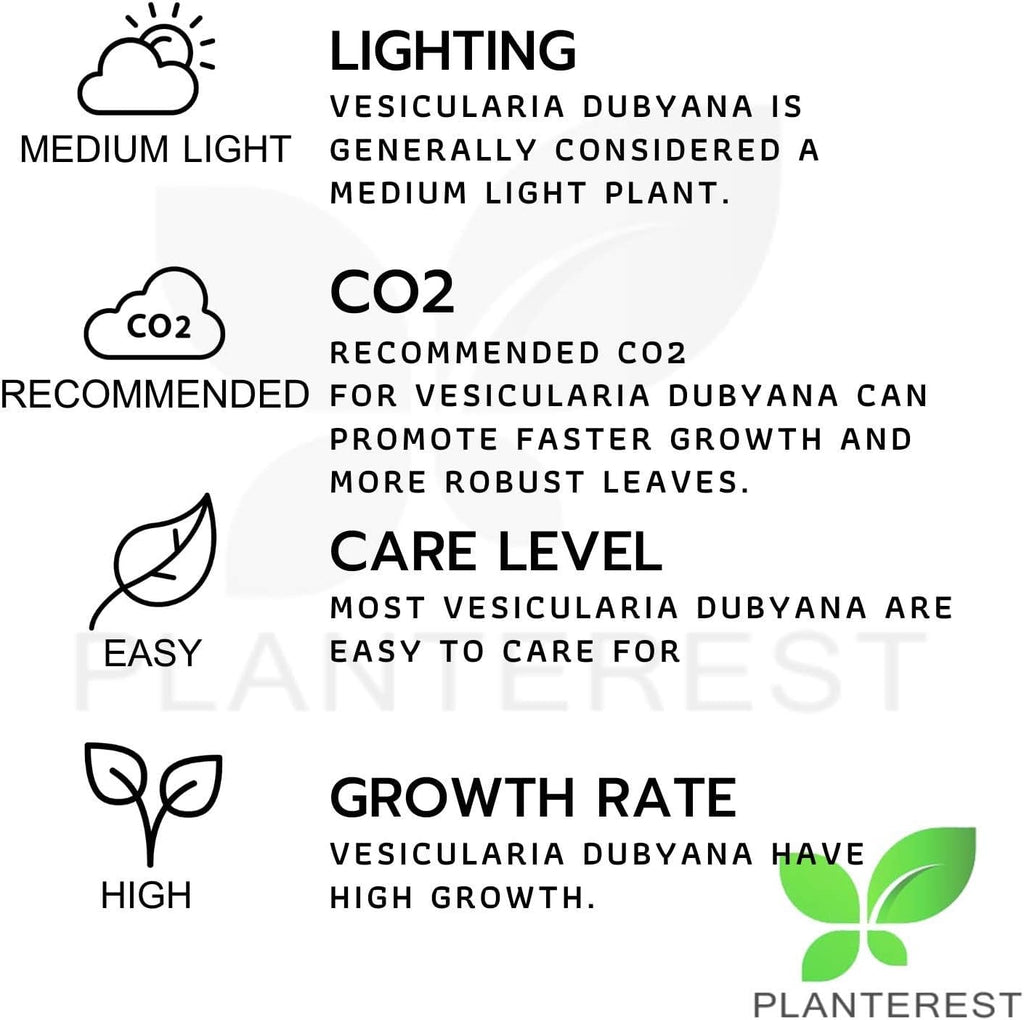 Java Moss | Vesicularia Dubyana Freshwater Live Aquarium Plant BUY2GET1FREE