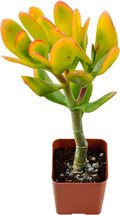 2" Live Succulent Plants Hummel Sunset Jade, Mini Potted Succulents, Easy Care Indoor Houseplant, Unique Gifts, Home Office Décor