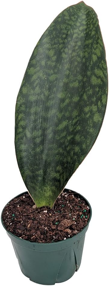 Shark Fin Snake Plant - Whale Fin - Sanseveria masoniana - 6" Pot - Collector's