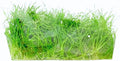 Dwarf Hairgrass Eleocharis Parvula Tissue Culture Vitro Grown Freshwater Aquarium Live Plant for Fish Tank Carpet Decoration