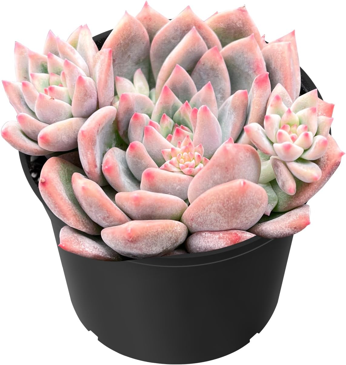 Sprout N Green Echeveria White Ice, Live Rare Succulent Potted 2" Planter, Real House Plant for Party Favors Home Indoor Outdoor Garden Wedding Decoration DIY Projects