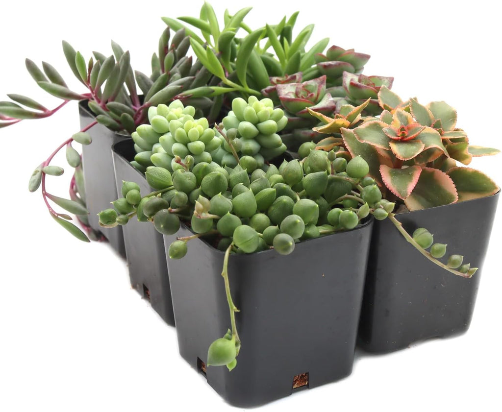 Mountain Crest Gardens Trailing & Strings Succulent Pack - 6 Live Plants in 2 Inch Pots - Real Succulents for Hanging Planters, Home Decor, and DIY Arrangements