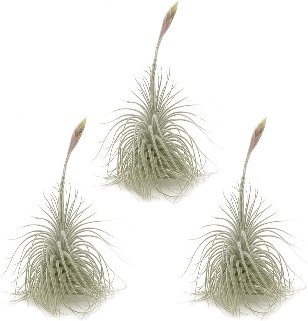ragnaroc Live air Plant - Tillandsia Tectorum Air Plant 4-6" – 3ct – Unique Shape with Silvery Fuzz – Low Maintenance Houseplant – Perfect for Decor, Terrariums, Gifts - Live Arrival Guaranteed