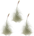 ragnaroc Live air Plant - Tillandsia Tectorum Air Plant 4-6" – 3ct – Unique Shape with Silvery Fuzz – Low Maintenance Houseplant – Perfect for Decor, Terrariums, Gifts - Live Arrival Guaranteed