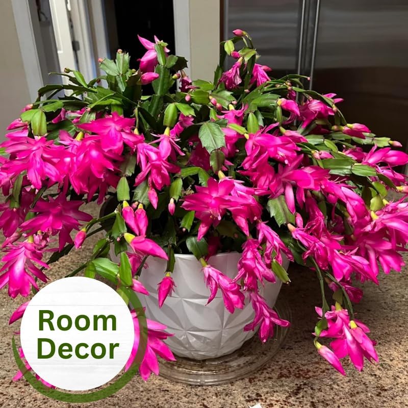 2 Christmas Cactus Plants Live, Holiday Blooming Indoor Plants Live Houseplants, Hanging Baskets Easy Care, Well-Rooted 5-8" Tall, No Pot, Bareroots, Single Stems (Pink Christmas Cactus)
