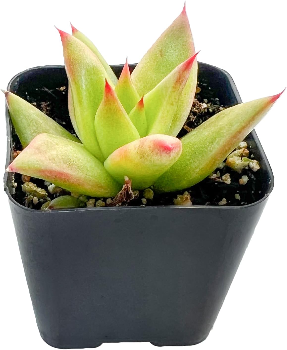 Sprout N Green Echeveria agavoides 'Lipstick', Live Succulent Fully Rooted in 2 inch Starter Pot, House Plant for Indoor Outdoor Home Office Wedding Decoration Party Favor