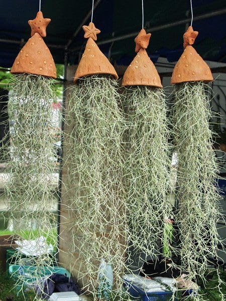 Spanish Moss Plant Live, Tillandsia Air Plants, Spanish Moss Clump 10" Tall, Air Plant Decoration for Terrariums, Trees and Home Decoration