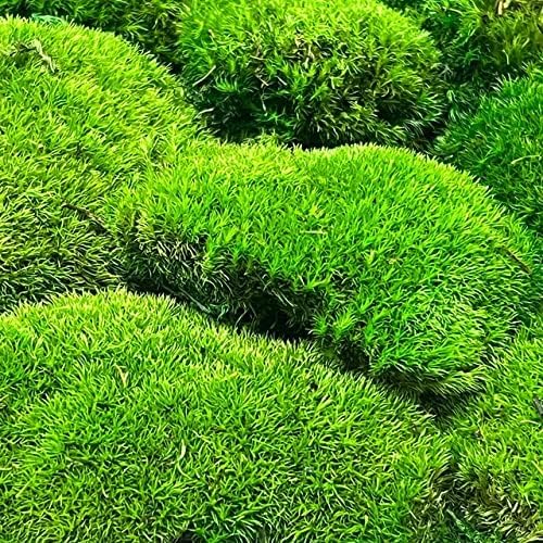 Preserved Pole Moss Pillow Bun Cushion Natural Green Decorative Real Natural Green DIY Kit Terrariums Gardenning Art Wall Decor Florist Decor Easter Table Decor Wedding (3.0 sq.ft., Green-B)