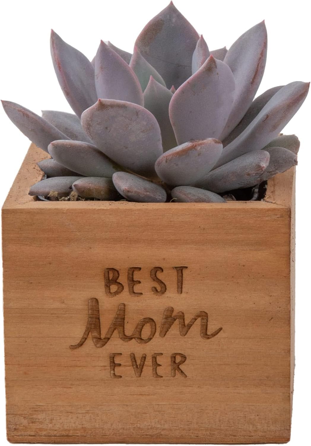 Costa Farms Echeveria, Mini Succulent Plant in Best Mom Ever Wood Decor Planter, Live Indoor Houseplant in Cute Cactus Decor, Housewarming, Birthday Gift