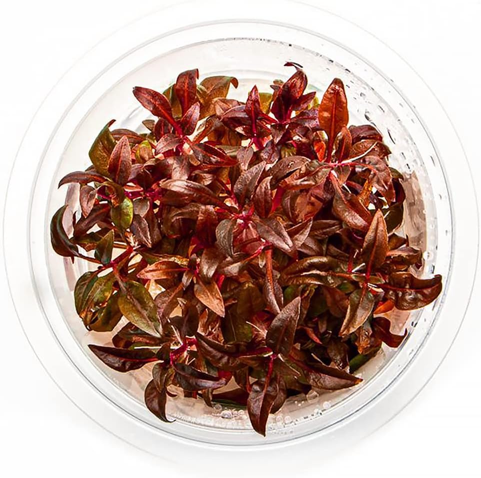 SubstrateSource Live Plant - Alternanthera Reineckii 'Mini' Red Stem Tissue Culture Aquatic Live Aquarium Plant - 100% Snail Free in Vitro Cup (AR Mini)