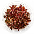 SubstrateSource Live Plant - Alternanthera Reineckii 'Mini' Red Stem Tissue Culture Aquatic Live Aquarium Plant - 100% Snail Free in Vitro Cup (AR Mini)