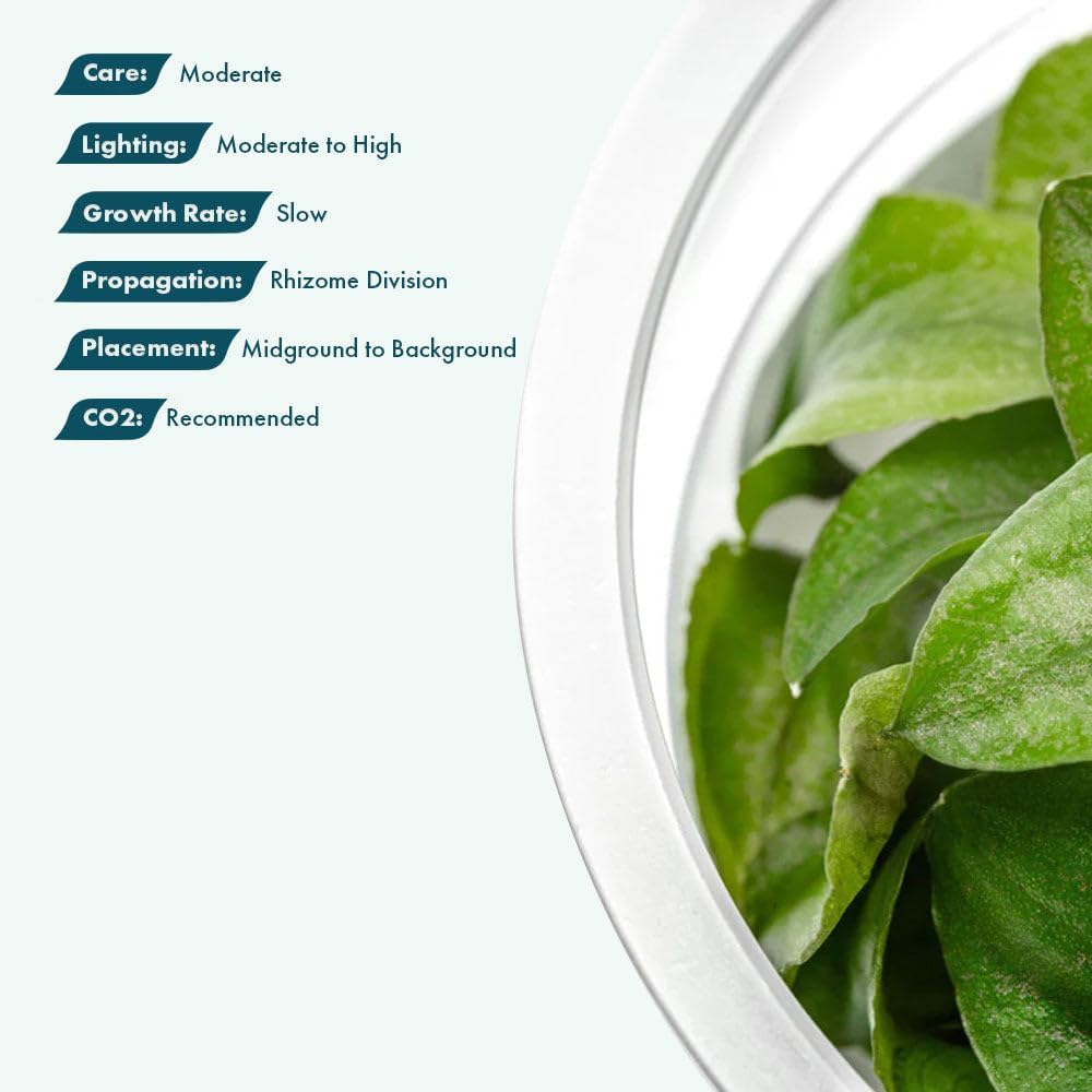 SubstrateSource Live Plant - Lagenandra keralensis - Midground to Background Rosette with Bronze-Green Foliage, Snail-Free in Vitro Aquarium Plant - Tissue Culture