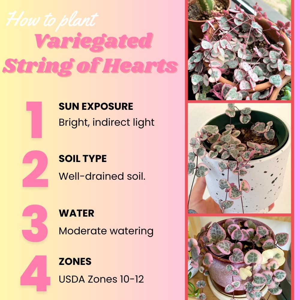 Variegated String of Hearts Live Plant, Variegated Trailing Succulent Vine Houseplant, 4-7 inches Tall in 4 inch Pot for Planting