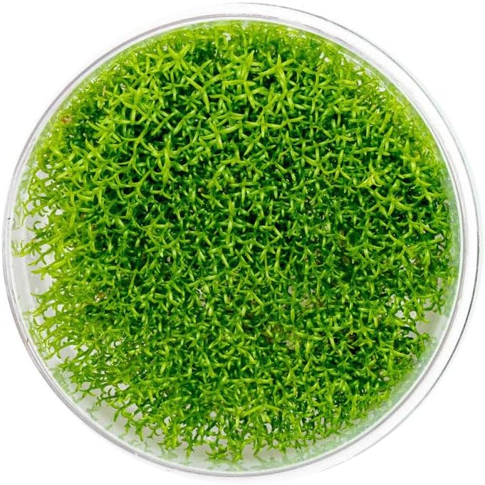 SubstrateSource Live Plant - Hedyotis salzmannii - Midground Stem with Bright Green Growth, Snail-Free in Vitro Aquarium Plant - Tissue Culture