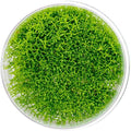 SubstrateSource Live Plant - Hedyotis salzmannii - Midground Stem with Bright Green Growth, Snail-Free in Vitro Aquarium Plant - Tissue Culture
