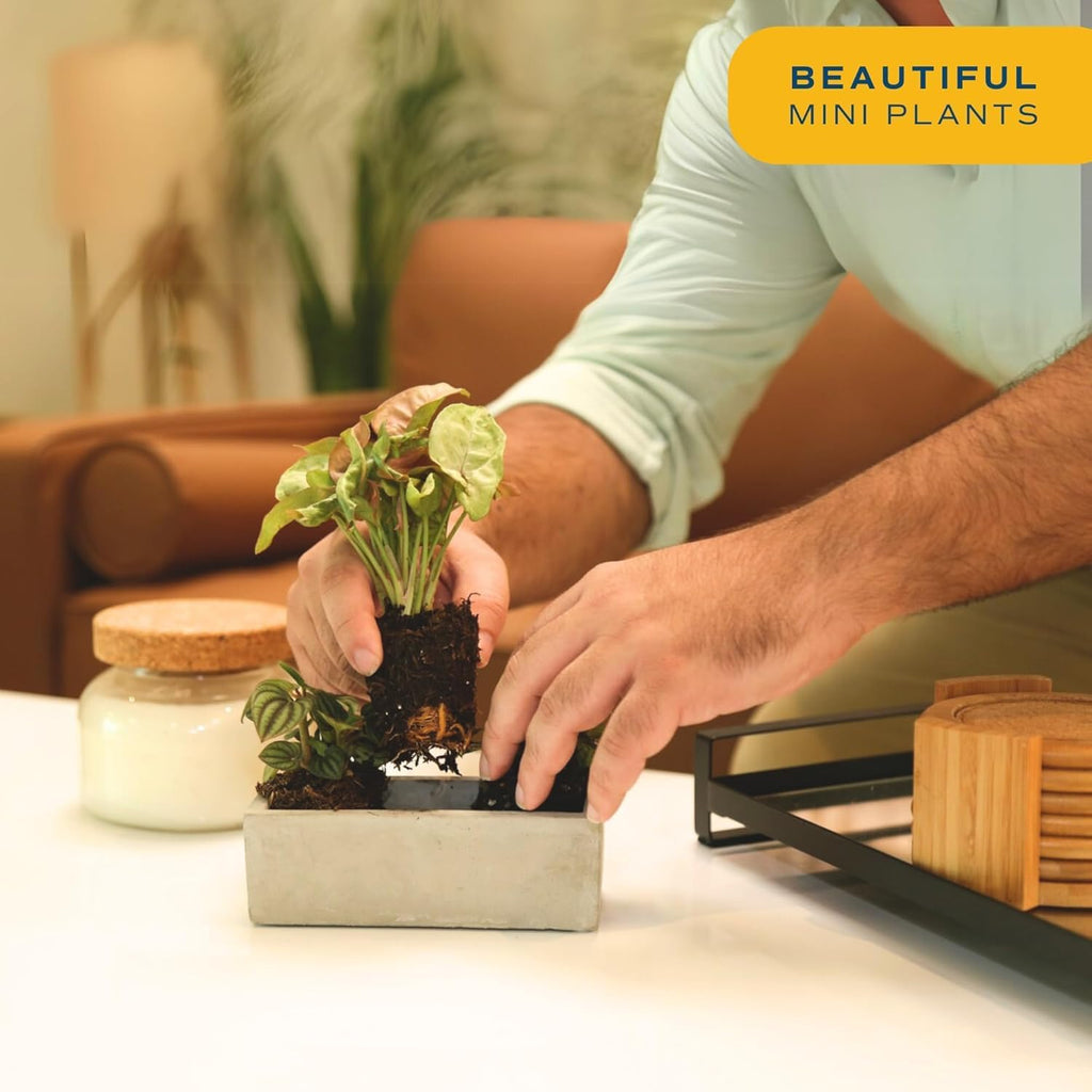 Costa Farms Mini Live Indoor Plants 2in Nursery Pot Easy to Grow Houseplant (3 Pack) 4-Inches Tall, Grower's Choice, Home Décor or DIY Gift
