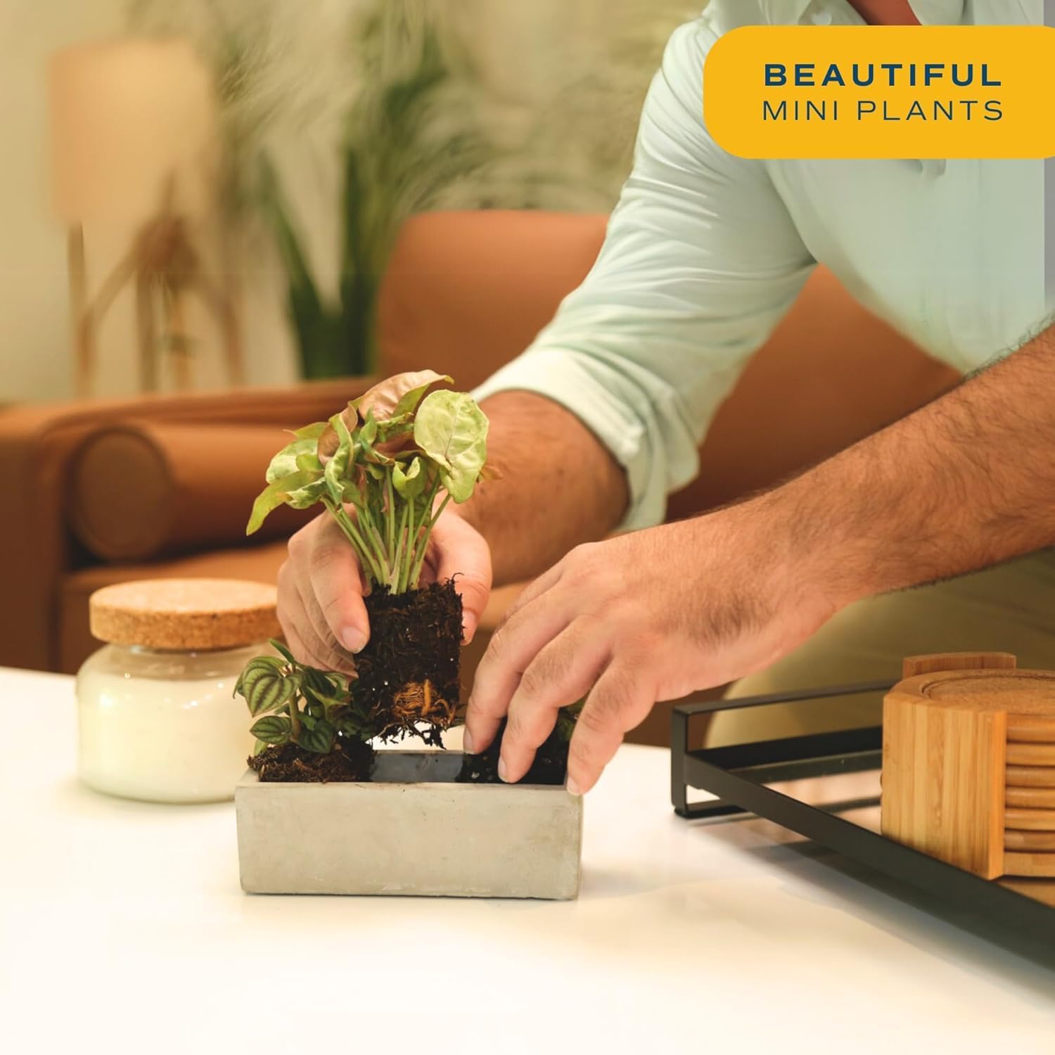 Costa Farms Mini Live Indoor Plants 2in Nursery Pot Easy to Grow Houseplant (3 Pack) 4-Inches Tall, Grower's Choice, Home Décor or DIY Gift
