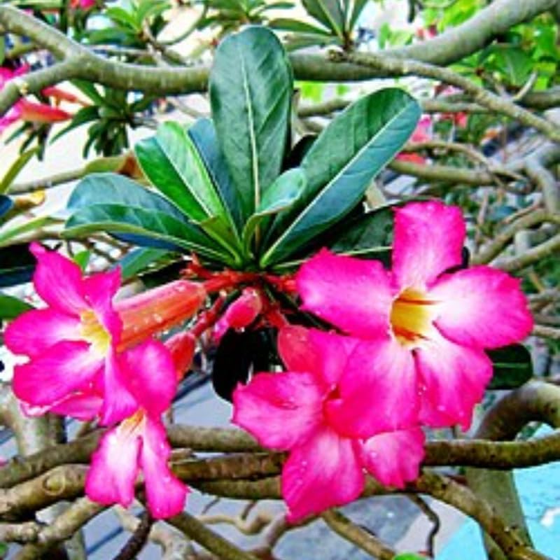 Light Pink Desert Rose Plant Live, 4-7" Tall, Adenium Obesum Well-Rooted Succulent for Indoor Outdoor Displays