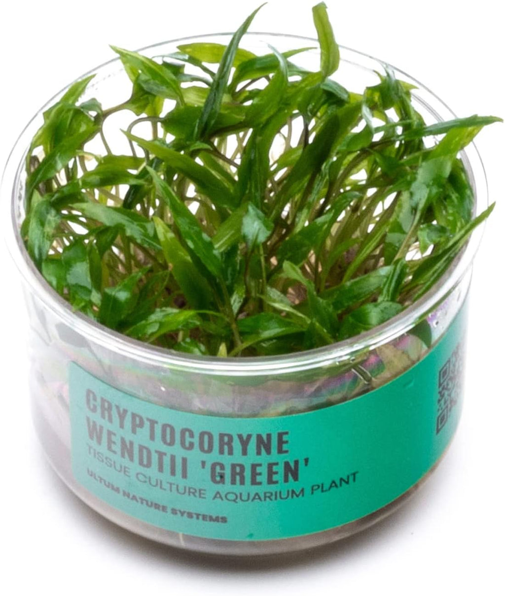 Ultum Nature Systems Cryptocoryne Wendtii Green Tissue Culture Live Plant for Aquarium, Aquascape, Freshwater Fish Tanks - 100% Snail Free in Vitro